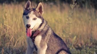 Dogs puppies husky wallpaper