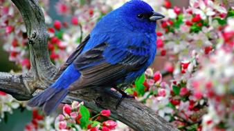 Flowers birds branches wallpaper