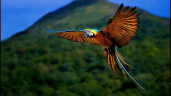 Flying birds macaw blurred background wallpaper