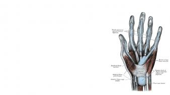 Hands anatomy simple background wallpaper