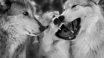 Nature animals monochrome fun wolves wallpaper