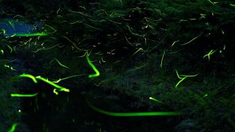 Night insects glowing wallpaper