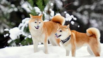 Snow animals dogs bokeh shiba inu blurred background wallpaper
