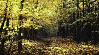 Trees yellow forest leaves wallpaper