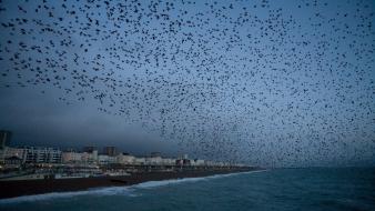 Water ocean birds flock sea shorelines waterscapes wallpaper