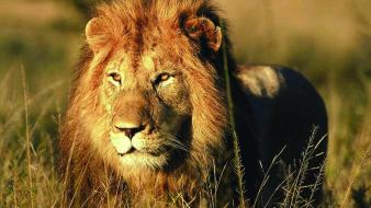 Animals feline africa lions wallpaper
