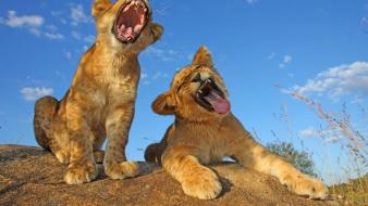 Animals funny cubs smiling lions baby wallpaper