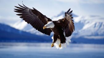 Bald Eagle In Flight Alaska wallpaper