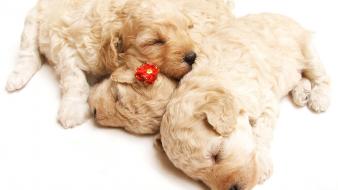 Cute Sleeping Puppies wallpaper
