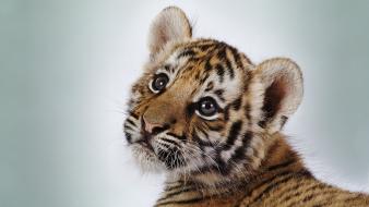 Cute Tiger Cub wallpaper