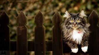 Fences cats animals yellow eyes depth of field wallpaper