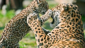 Jaguar Cub Fighting Mother wallpaper