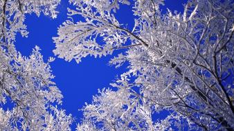 Landscapes nature trees frost wallpaper