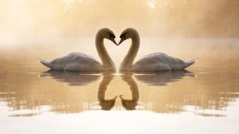 Loving Swans wallpaper
