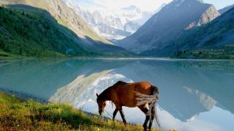 Mountains landscapes nature grass horses lakes skyscapes snow wallpaper
