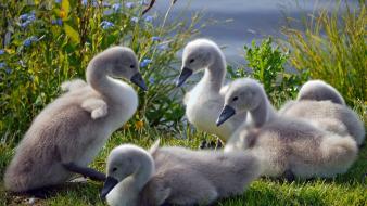 Nature swans baby birds wallpaper