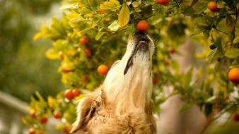 Nature trees animals fruits leaves dogs noses wallpaper
