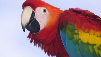 Profile Of A Scarlet Macaw wallpaper