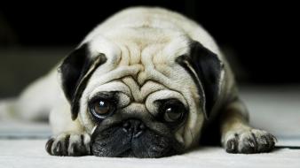 Pug Hd wallpaper