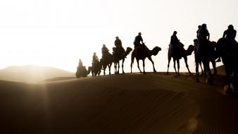 Sand desert camels dunes sahara wallpaper