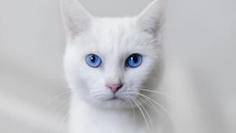 White cats blue eyes animals basil wallpaper