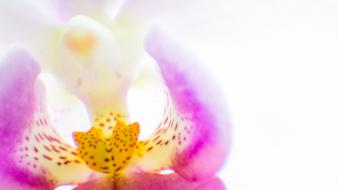 White flowers pink bloom macro orchidea wallpaper