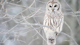 White Owl wallpaper