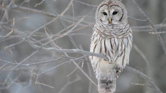 White Owl Tree wallpaper