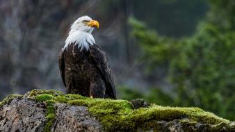 Animals bald eagles birds wallpaper