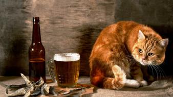 Animals beers bottles cats domestic cat wallpaper