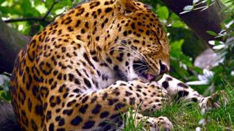Animals leopards wildlife wallpaper