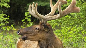 Animals moose reindeer wallpaper