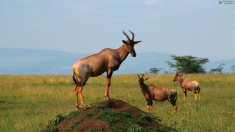 Animals savage safari african wild life wallpaper
