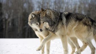 Animals wolves wallpaper
