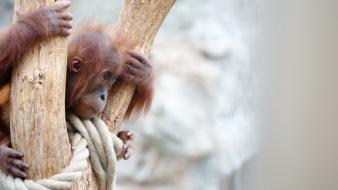Animals zoo orangutan wallpaper