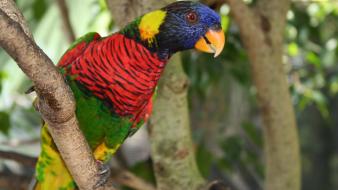 Birds animals parrots colors wallpaper