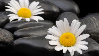 Camomile flower on stone wallpaper