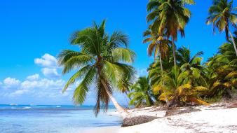 Caribbean beaches coconut landscapes nature wallpaper