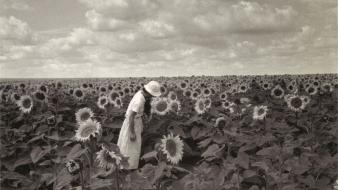 Edouard boubat fields monochrome old photography sunflowers wallpaper