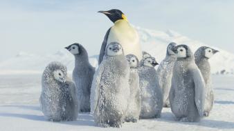 Emperor penguin babies wallpaper