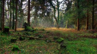 Forests hdr photography wallpaper