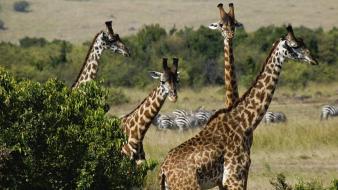 Giraffes landscapes nature wallpaper