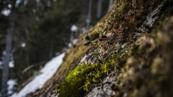 Green winter forests norway moss macro wallpaper