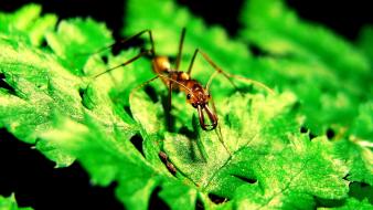Insects ants macro hymenopthera odontomachus hastatus wallpaper