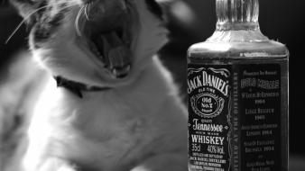 Jack daniels alcohol animals cats liquor wallpaper
