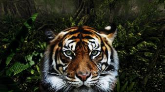 Jungle animals tigers wallpaper