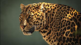 Nature eyes animals jaguar feline wallpaper