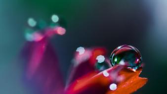 Nature flowers plants waterdrops