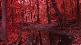 Nature trees red forests earth autuum wallpaper