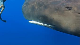 Ocean whales underwater wallpaper